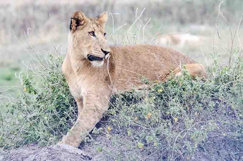 16 - Leon joven - parque nacional Queen Elizabeth - Uganda
